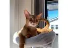 Adorable Abyssinian Cat For Sale