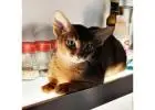 abyssinian kittens for sale