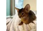 Abyssinian Cat for Sale