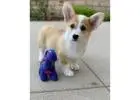 Adorable Corgi Puppies for Sale: Your New Furry Companion Awaits!