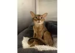 Abyssinian cat For sale