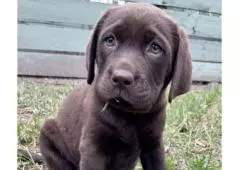 Labrador Retriever Puppies for Sale Melbourne, VIC | K9 Breeders