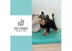 Pet Clinic Dubai, Finest Veterinary Facility