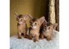  Abyssinian kittens for sale