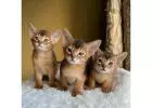  Abyssinian kittens for sale