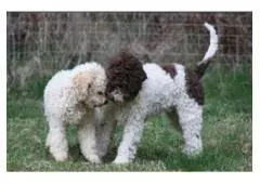 Discover the charm of the Lagotto Romagnolo: Italy's beloved breed.